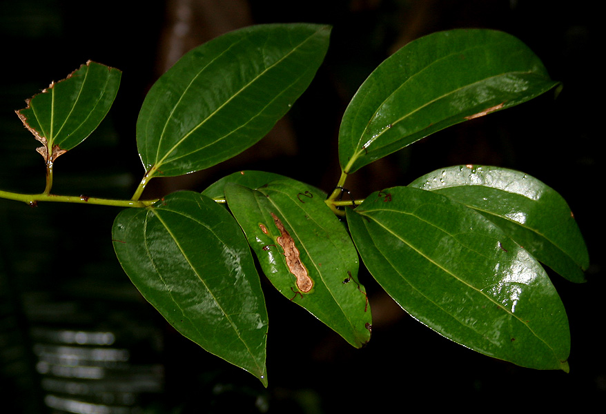 Indian bay leaf